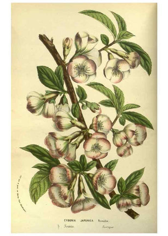 Reproducción/Reproduction 49587921912: Flore des serres et des jardins de l'Europe. A Gand :chez Louis van Houtte, eÌditeur,1845-1880.. 