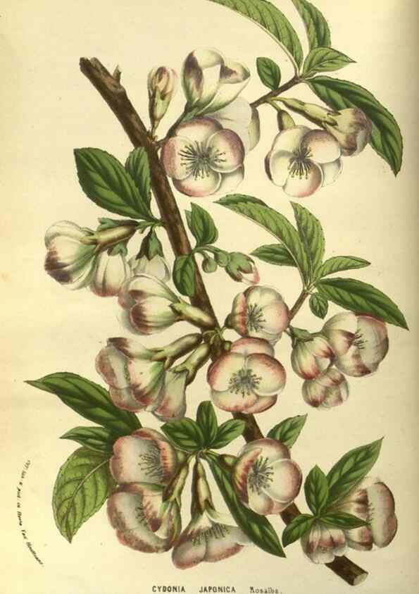 Reproducción/Reproduction 49587921912: Flore des serres et des jardins de l'Europe. A Gand :chez Louis van Houtte, eÌditeur,1845-1880.. 