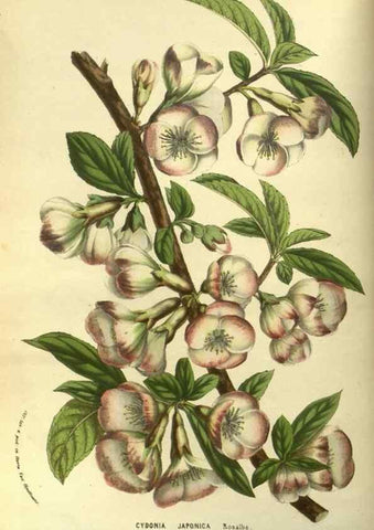 Reproducción/Reproduction 49587921912: Flore des serres et des jardins de l'Europe. A Gand :chez Louis van Houtte, eÌditeur,1845-1880.. 