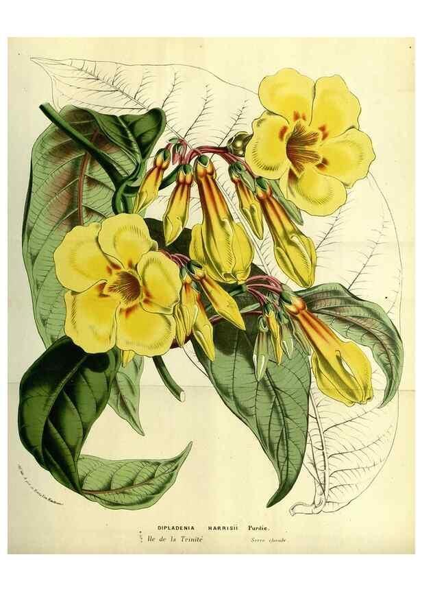 Reproducción/Reproduction 49587679721: Flore des serres et des jardins de l'Europe. A Gand :chez Louis van Houtte, eÌditeur,1845-1880.. 