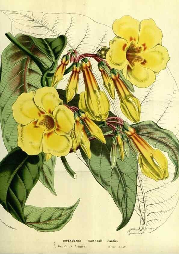 Reproducción/Reproduction 49587679721: Flore des serres et des jardins de l'Europe. A Gand :chez Louis van Houtte, eÌditeur,1845-1880.. 