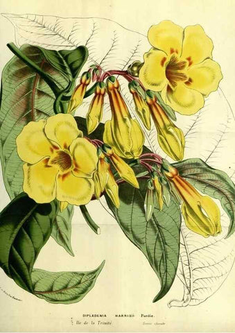 Reproducción/Reproduction 49587679721: Flore des serres et des jardins de l'Europe. A Gand :chez Louis van Houtte, eÌditeur,1845-1880.. 