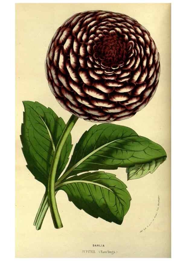 Reproducción/Reproduction 49587922527: Flore des serres et des jardins de l'Europe. A Gand :chez Louis van Houtte, eÌditeur,1845-1880.. 