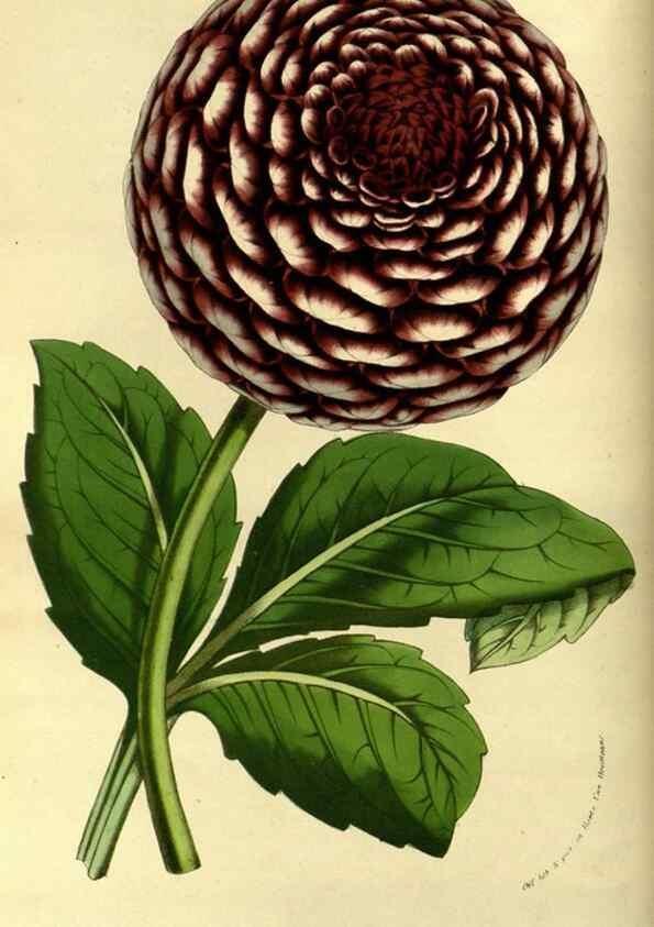 Reproducción/Reproduction 49587922527: Flore des serres et des jardins de l'Europe. A Gand :chez Louis van Houtte, eÌditeur,1845-1880.. 