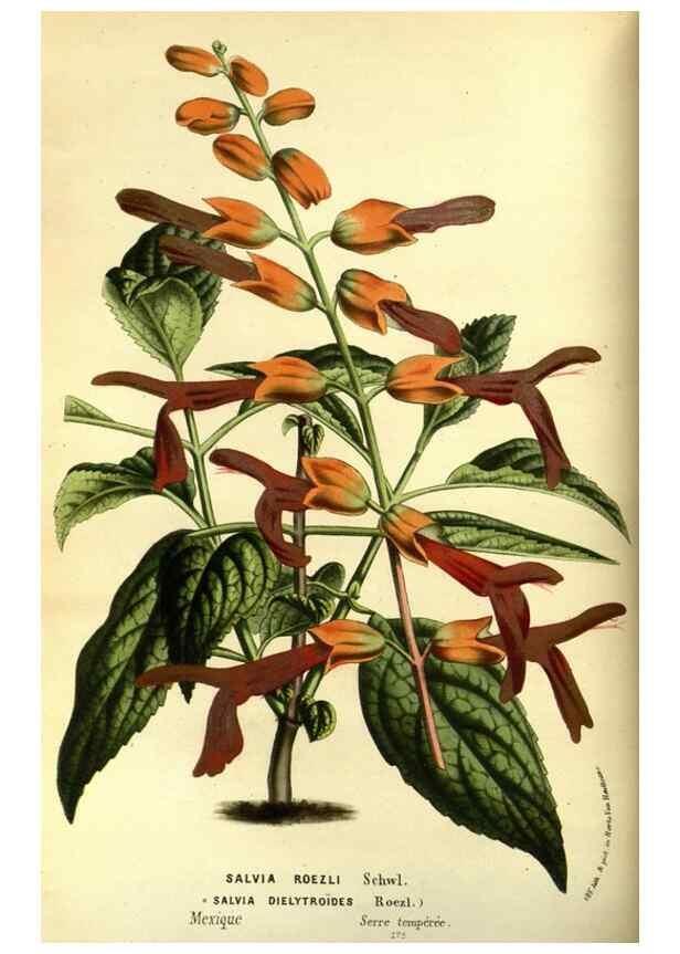 Reproducción/Reproduction 49587680246: Flore des serres et des jardins de l'Europe. A Gand :chez Louis van Houtte, eÌditeur,1845-1880.. 