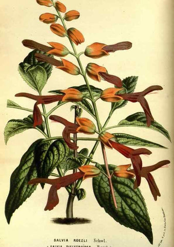 Reproducción/Reproduction 49587680246: Flore des serres et des jardins de l'Europe. A Gand :chez Louis van Houtte, eÌditeur,1845-1880.. 