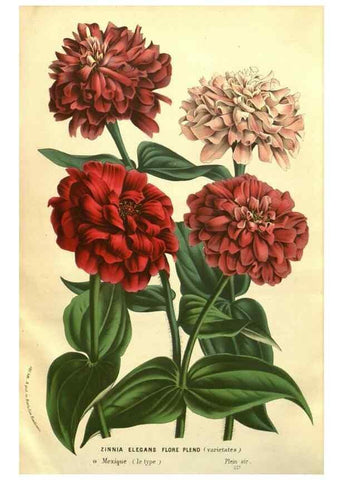 Reproducción/Reproduction 49587118143: Flore des serres et des jardins de l'Europe. A Gand :chez Louis van Houtte, eÌditeur,1845-1880.. 