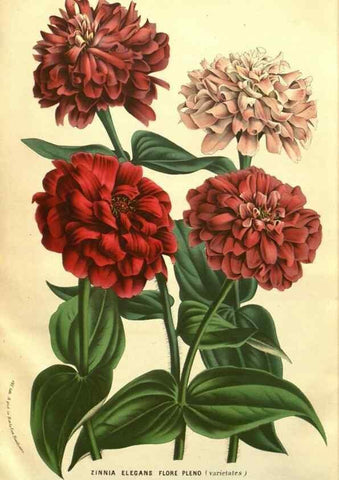 Reproducción/Reproduction 49587118143: Flore des serres et des jardins de l'Europe. A Gand :chez Louis van Houtte, eÌditeur,1845-1880.. 