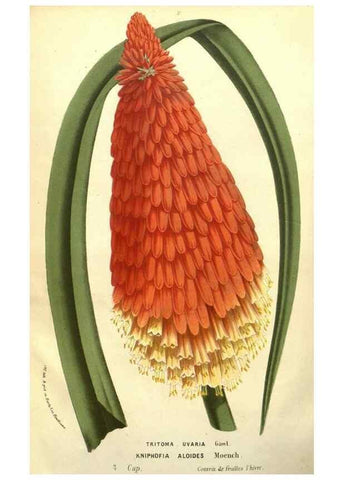 Reproducción/Reproduction 49587856272: Flore des serres et des jardins de l'Europe. A Gand :chez Louis van Houtte, eÌditeur,1845-1880.. 