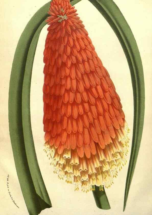 Reproducción/Reproduction 49587856272: Flore des serres et des jardins de l'Europe. A Gand :chez Louis van Houtte, eÌditeur,1845-1880.. 
