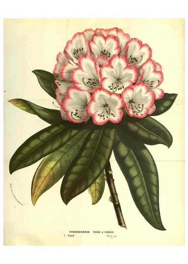 Reproducción/Reproduction 49587117728: Flore des serres et des jardins de l'Europe. A Gand :chez Louis van Houtte, eÌditeur,1845-1880.. 