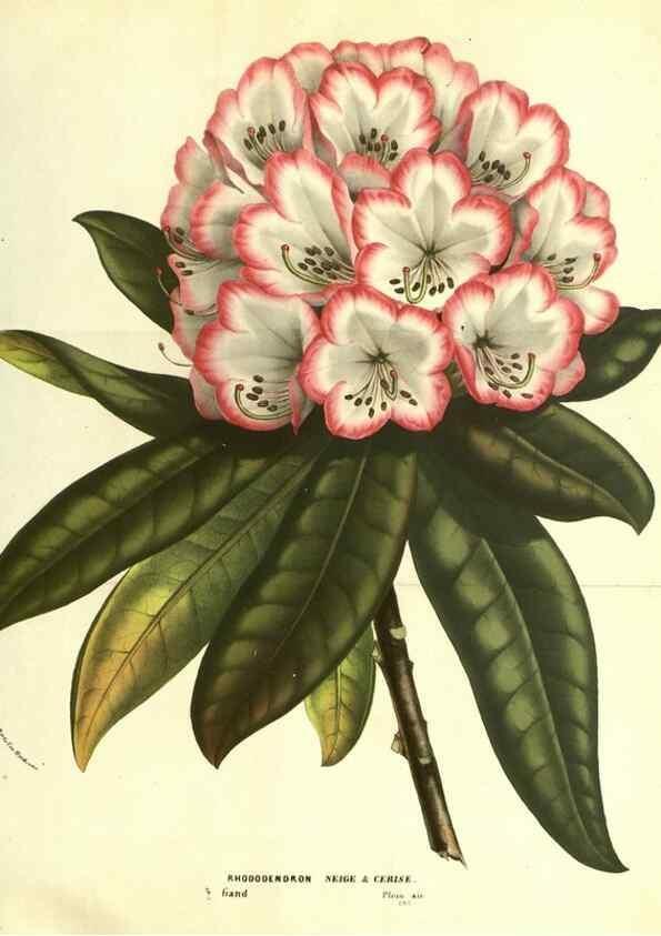 Reproducción/Reproduction 49587117728: Flore des serres et des jardins de l'Europe. A Gand :chez Louis van Houtte, eÌditeur,1845-1880.. 