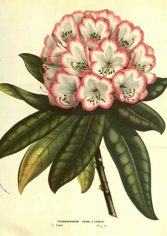 Reproducción/Reproduction 49587117728: Flore des serres et des jardins de l'Europe. A Gand :chez Louis van Houtte, eÌditeur,1845-1880.. 