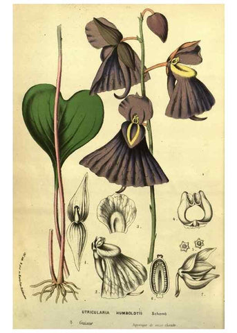 Reproducción/Reproduction 49587612031: Flore des serres et des jardins de l'Europe. A Gand :chez Louis van Houtte, eÌditeur,1845-1880.. 