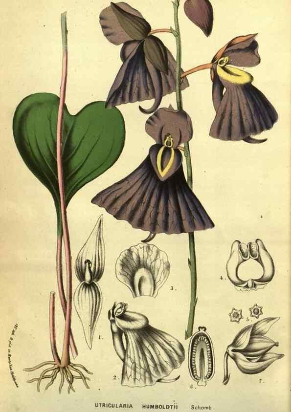 Reproducción/Reproduction 49587612031: Flore des serres et des jardins de l'Europe. A Gand :chez Louis van Houtte, eÌditeur,1845-1880.. 