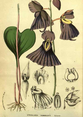 Reproducción/Reproduction 49587612031: Flore des serres et des jardins de l'Europe. A Gand :chez Louis van Houtte, eÌditeur,1845-1880.. 