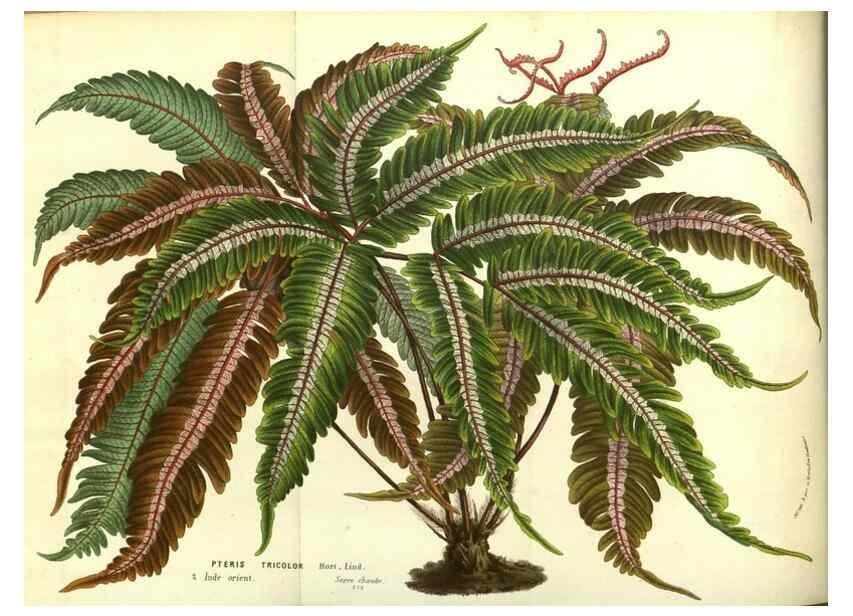 Reproducción/Reproduction 49587852522: Flore des serres et des jardins de l'Europe. A Gand :chez Louis van Houtte, eÌditeur,1845-1880.. 