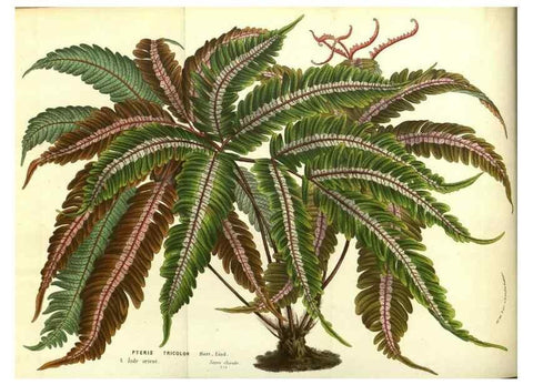Reproducción/Reproduction 49587852522: Flore des serres et des jardins de l'Europe. A Gand :chez Louis van Houtte, eÌditeur,1845-1880.. 