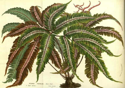 Reproducción/Reproduction 49587852522: Flore des serres et des jardins de l'Europe. A Gand :chez Louis van Houtte, eÌditeur,1845-1880.. 