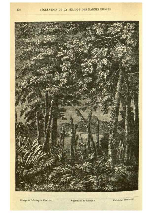 Reproducción/Reproduction 49587609061: Flore des serres et des jardins de l'Europe. A Gand :chez Louis van Houtte, eÌditeur,1845-1880.. 