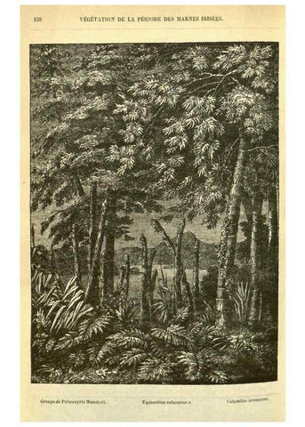 Reproducción/Reproduction 49587609061: Flore des serres et des jardins de l'Europe. A Gand :chez Louis van Houtte, eÌditeur,1845-1880.. 