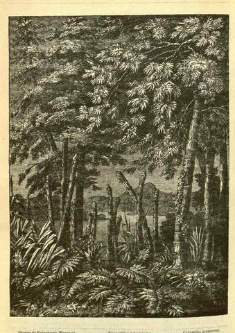 Reproducción/Reproduction 49587609061: Flore des serres et des jardins de l'Europe. A Gand :chez Louis van Houtte, eÌditeur,1845-1880.. 