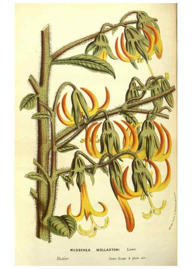 Reproducción/Reproduction 49587114853: Flore des serres et des jardins de l'Europe. A Gand :chez Louis van Houtte, eÌditeur,1845-1880.. 
