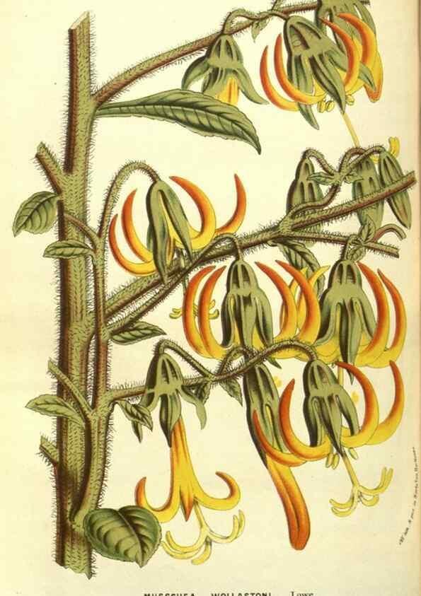 Reproducción/Reproduction 49587114853: Flore des serres et des jardins de l'Europe. A Gand :chez Louis van Houtte, eÌditeur,1845-1880.. 