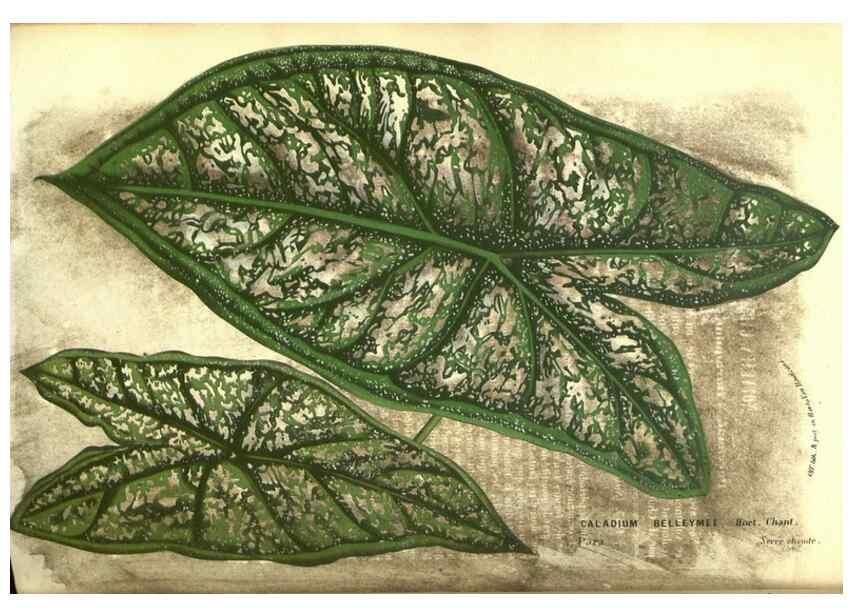 Reproducción/Reproduction 49587853127: Flore des serres et des jardins de l'Europe. A Gand :chez Louis van Houtte, eÌditeur,1845-1880.. 