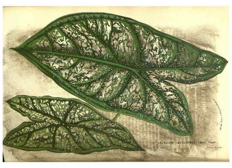 Reproducción/Reproduction 49587853127: Flore des serres et des jardins de l'Europe. A Gand :chez Louis van Houtte, eÌditeur,1845-1880.. 