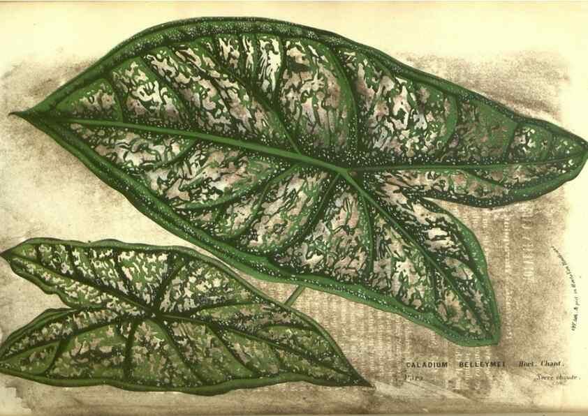 Reproducción/Reproduction 49587853127: Flore des serres et des jardins de l'Europe. A Gand :chez Louis van Houtte, eÌditeur,1845-1880.. 