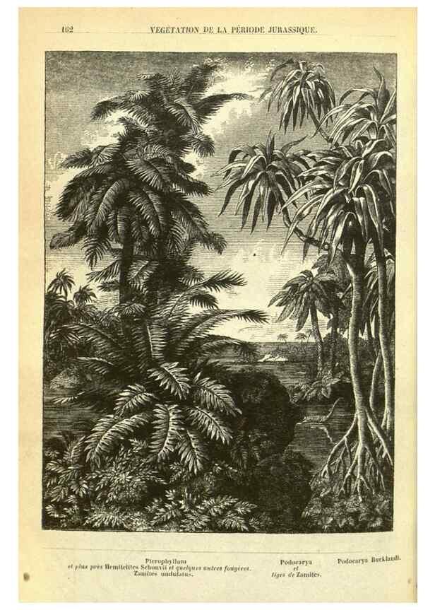 Reproducción/Reproduction 49587609721: Flore des serres et des jardins de l'Europe. A Gand :chez Louis van Houtte, eÌditeur,1845-1880.. 