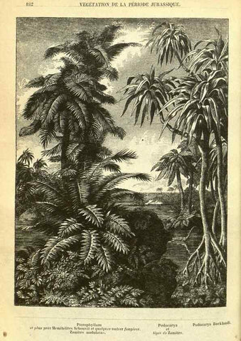 Reproducción/Reproduction 49587609721: Flore des serres et des jardins de l'Europe. A Gand :chez Louis van Houtte, eÌditeur,1845-1880.. 