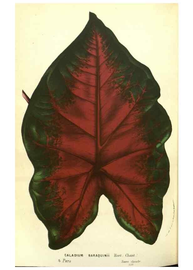 Reproducción/Reproduction 49587609926: Flore des serres et des jardins de l'Europe. A Gand :chez Louis van Houtte, eÌditeur,1845-1880.. 