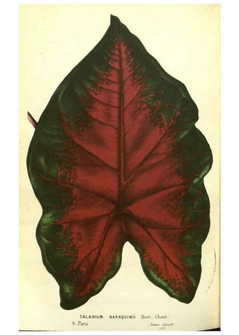 Reproducción/Reproduction 49587609926: Flore des serres et des jardins de l'Europe. A Gand :chez Louis van Houtte, eÌditeur,1845-1880.. 