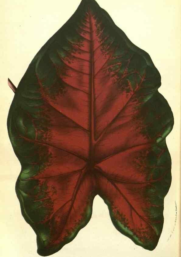 Reproducción/Reproduction 49587609926: Flore des serres et des jardins de l'Europe. A Gand :chez Louis van Houtte, eÌditeur,1845-1880.. 
