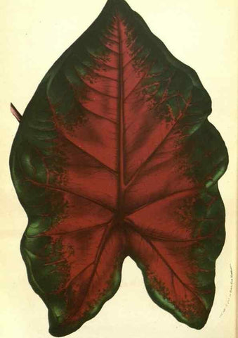 Reproducción/Reproduction 49587609926: Flore des serres et des jardins de l'Europe. A Gand :chez Louis van Houtte, eÌditeur,1845-1880.. 
