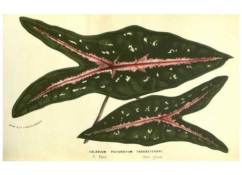 Reproducción/Reproduction 49587610061: Flore des serres et des jardins de l'Europe. A Gand :chez Louis van Houtte, eÌditeur,1845-1880.. 