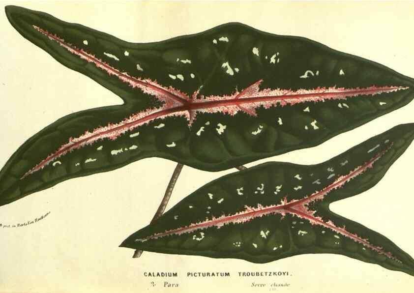 Reproducción/Reproduction 49587610061: Flore des serres et des jardins de l'Europe. A Gand :chez Louis van Houtte, eÌditeur,1845-1880.. 