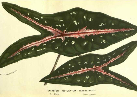 Reproducción/Reproduction 49587610061: Flore des serres et des jardins de l'Europe. A Gand :chez Louis van Houtte, eÌditeur,1845-1880.. 