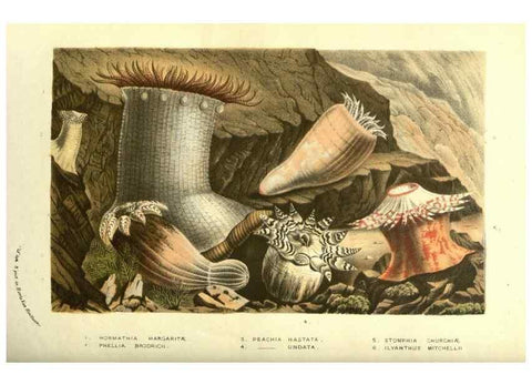 Reproducción/Reproduction 49587608561: Flore des serres et des jardins de l'Europe. A Gand :chez Louis van Houtte, eÌditeur,1845-1880.. 