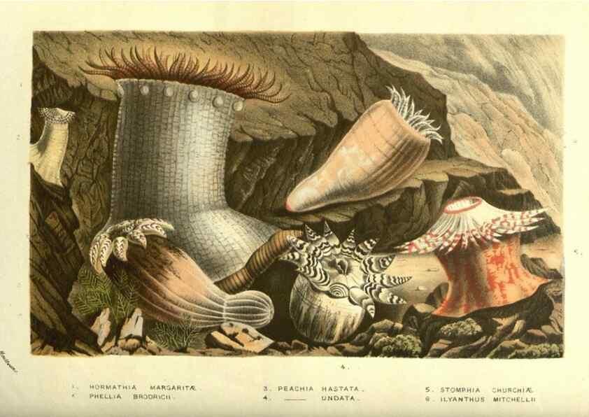 Reproducción/Reproduction 49587608561: Flore des serres et des jardins de l'Europe. A Gand :chez Louis van Houtte, eÌditeur,1845-1880.. 