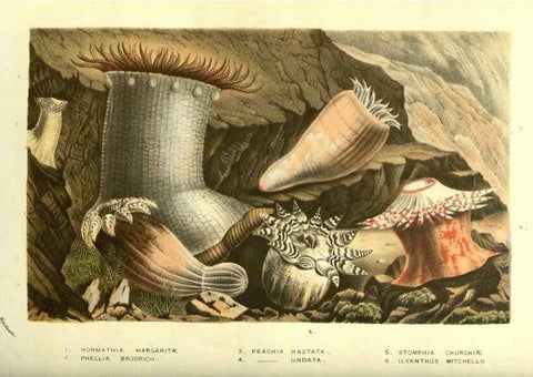 Reproducción/Reproduction 49587608561: Flore des serres et des jardins de l'Europe. A Gand :chez Louis van Houtte, eÌditeur,1845-1880.. 