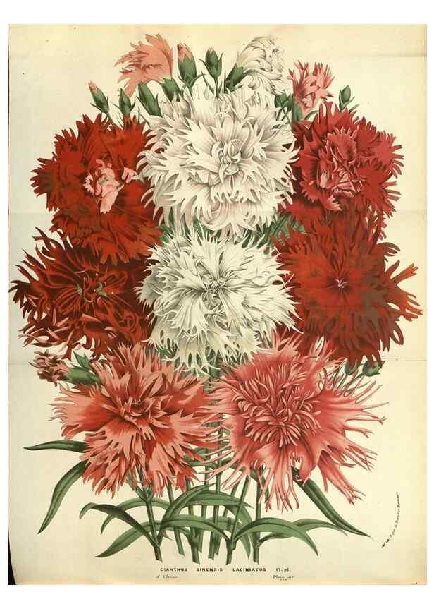 Reproducción/Reproduction 49587854052: Flore des serres et des jardins de l'Europe. A Gand :chez Louis van Houtte, eÌditeur,1845-1880.. 