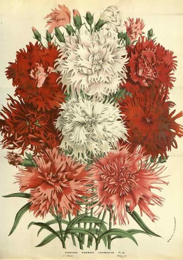 Reproducción/Reproduction 49587854052: Flore des serres et des jardins de l'Europe. A Gand :chez Louis van Houtte, eÌditeur,1845-1880.. 