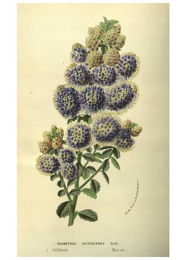 Reproducción/Reproduction 49587854547: Flore des serres et des jardins de l'Europe. A Gand :chez Louis van Houtte, eÌditeur,1845-1880.. 