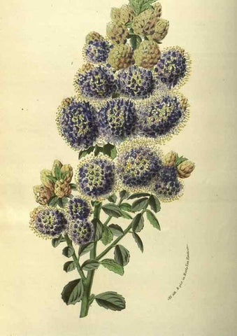 Reproducción/Reproduction 49587854547: Flore des serres et des jardins de l'Europe. A Gand :chez Louis van Houtte, eÌditeur,1845-1880.. 