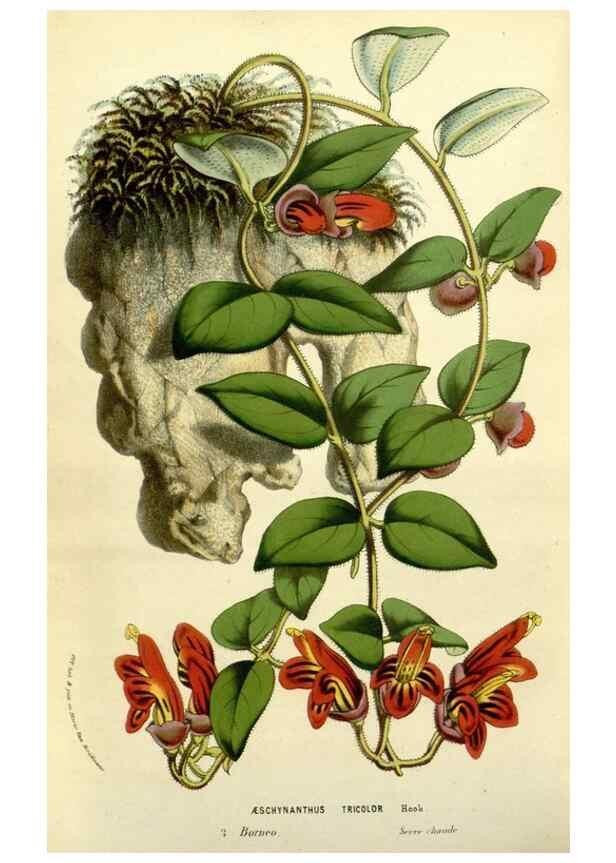 Reproducción/Reproduction 49587610896: Flore des serres et des jardins de l'Europe. A Gand :chez Louis van Houtte, eÌditeur,1845-1880.. 