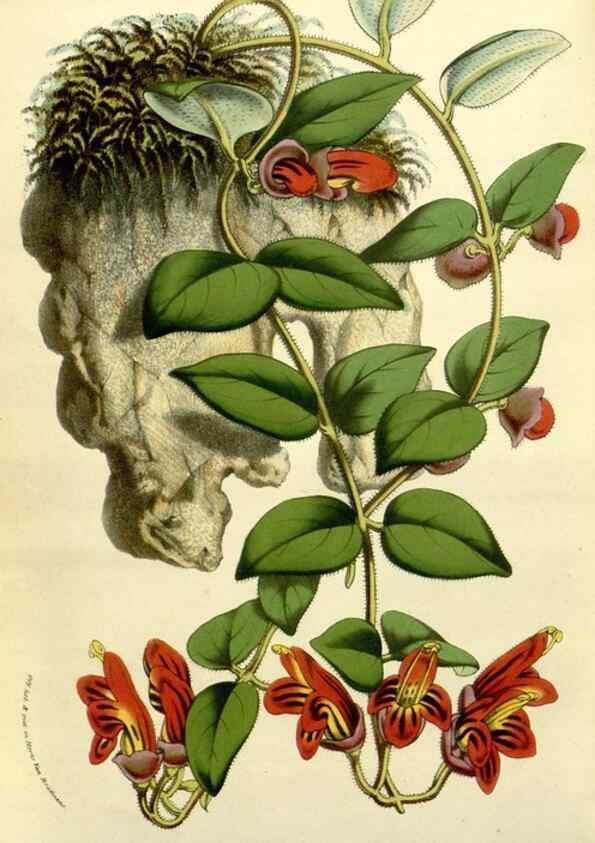Reproducción/Reproduction 49587610896: Flore des serres et des jardins de l'Europe. A Gand :chez Louis van Houtte, eÌditeur,1845-1880.. 