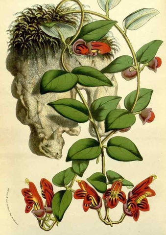 Reproducción/Reproduction 49587610896: Flore des serres et des jardins de l'Europe. A Gand :chez Louis van Houtte, eÌditeur,1845-1880.. 